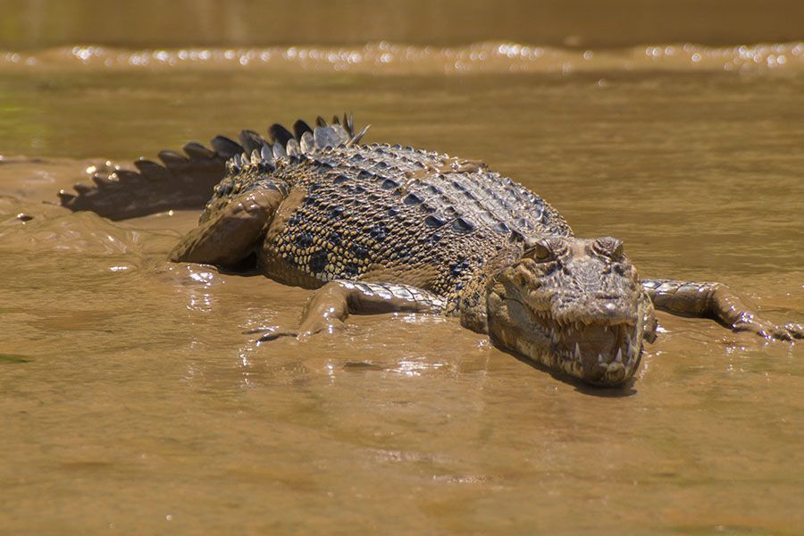 Kinabatangan River