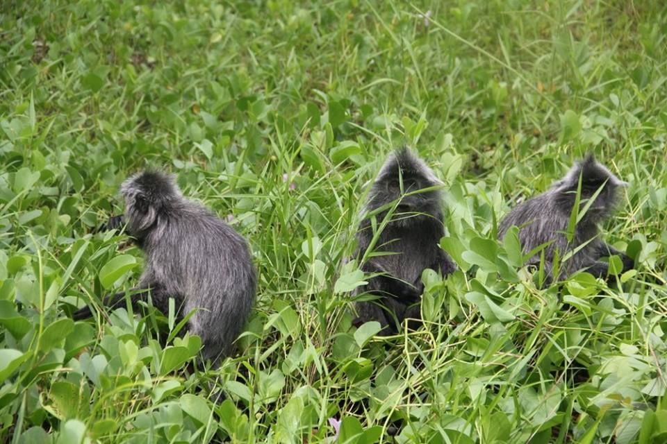 Bako National Park Tagestour.jpg