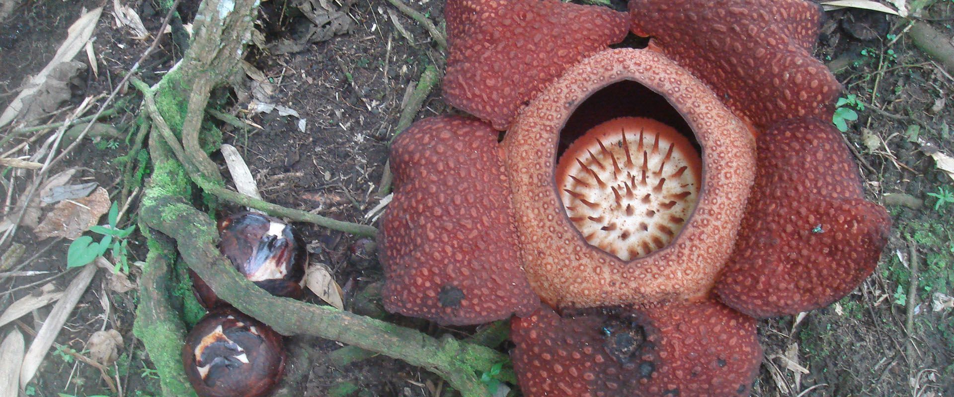 Rafflesia Flower Mount Kinabalu