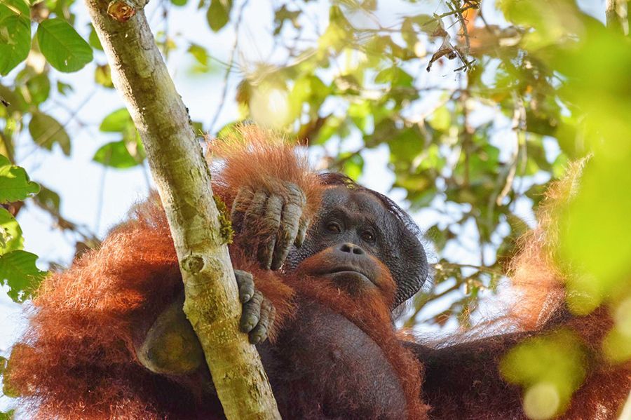 Orang Utan Bukit Piton.jpg