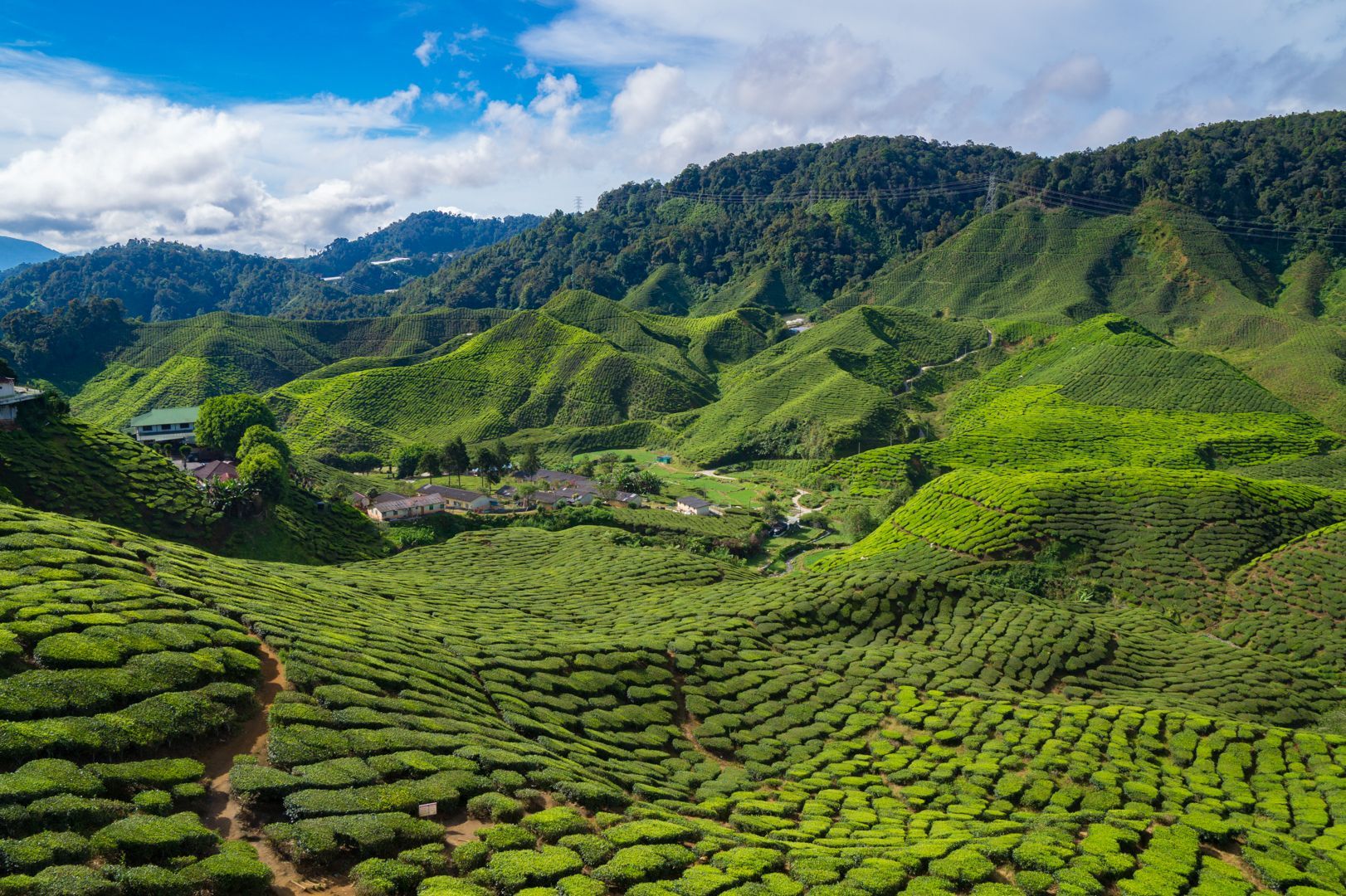 Cameron Highlands.jpg