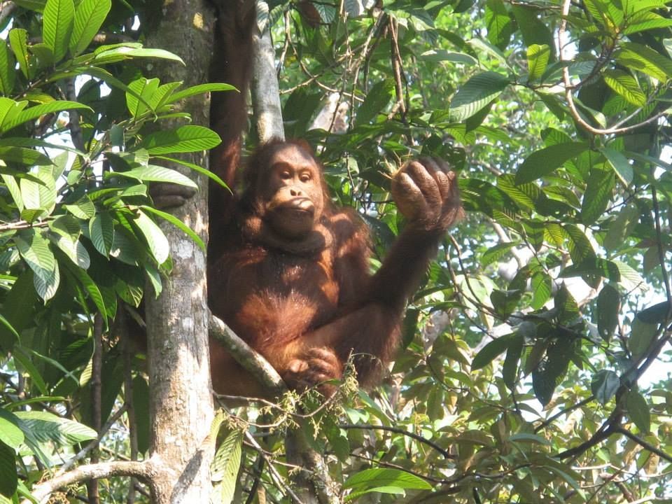 Matang Wildlife Centre .jpg