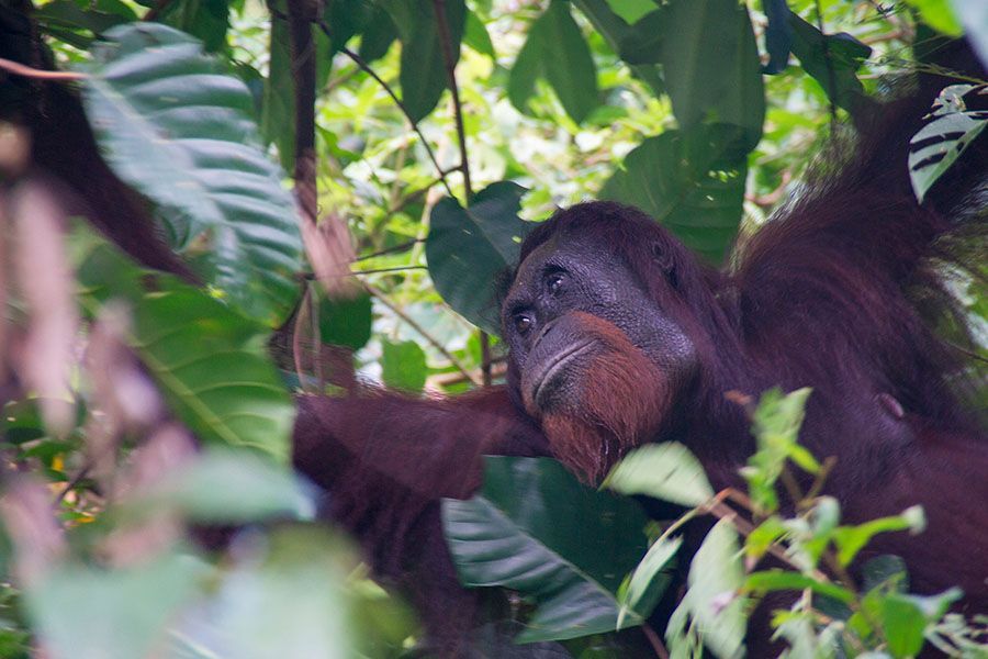 Danum Valley Orang Utan