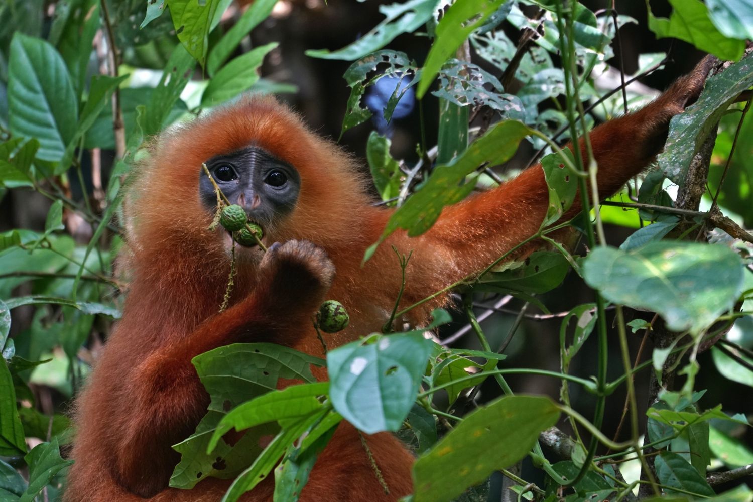 Deramakot red leaf monkey -104044083.jpg