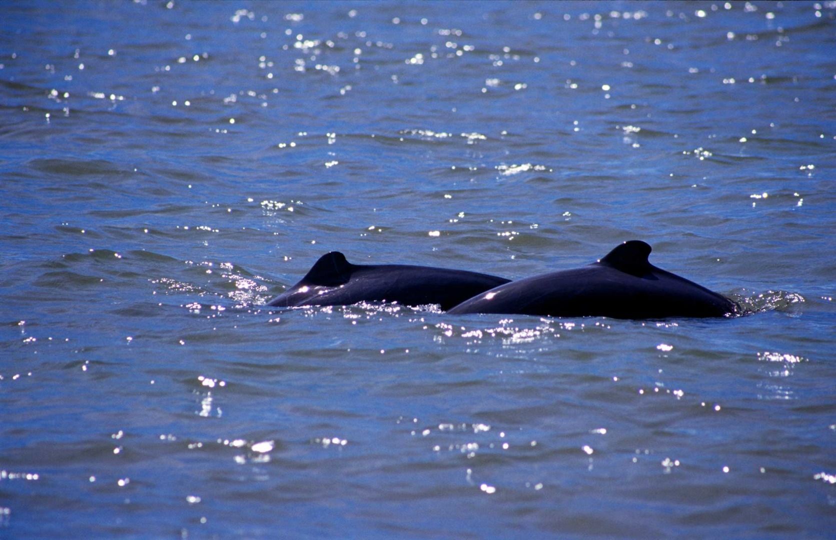 sarawak-santubong-irrawaddy-dolphin-02.jpg