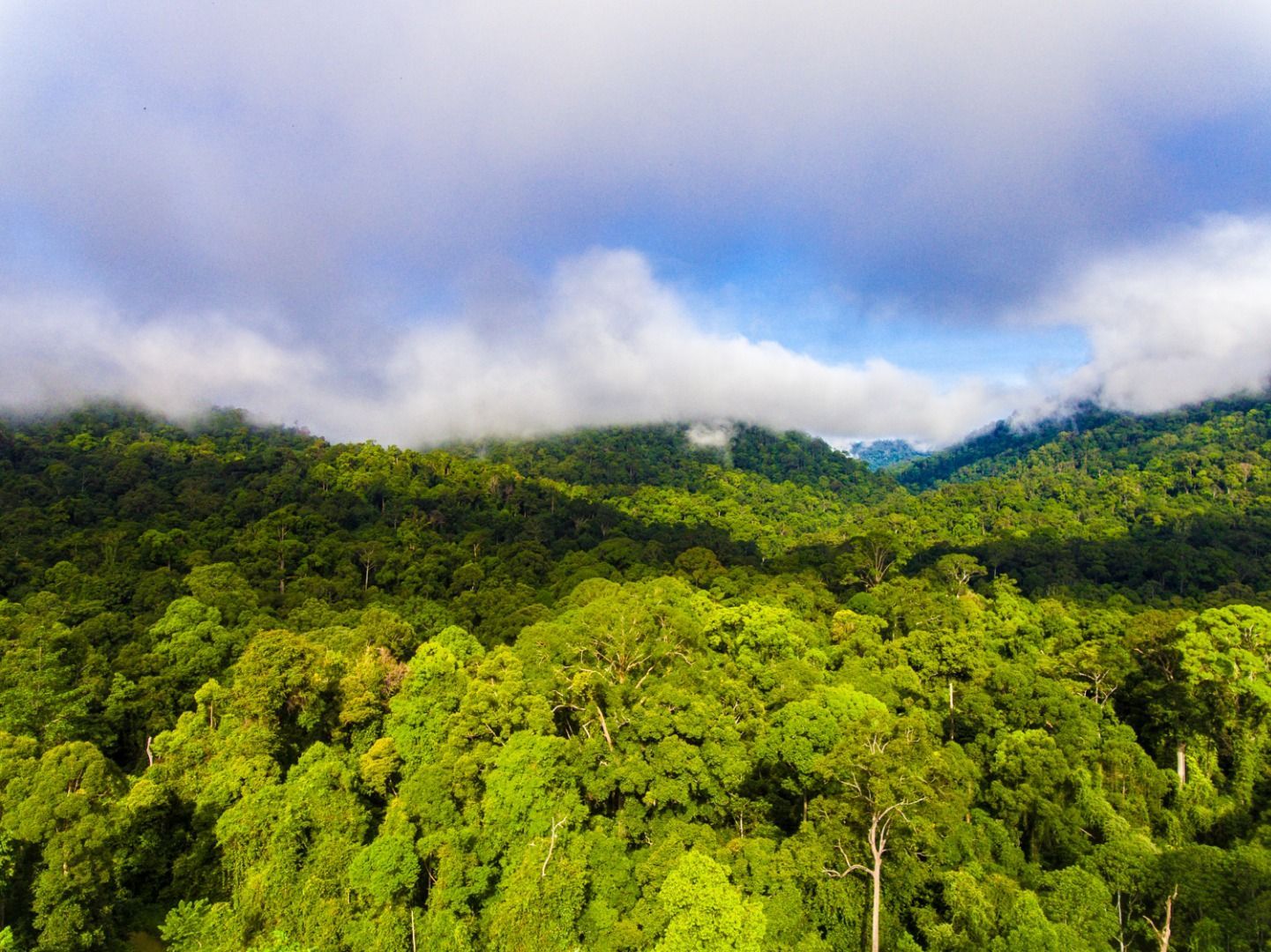 Maliau Basin_DJI_0078.jpg