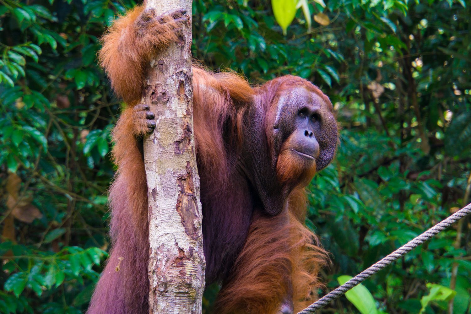 Semenggoh Orang Utan Centre_DSC01563.jpg