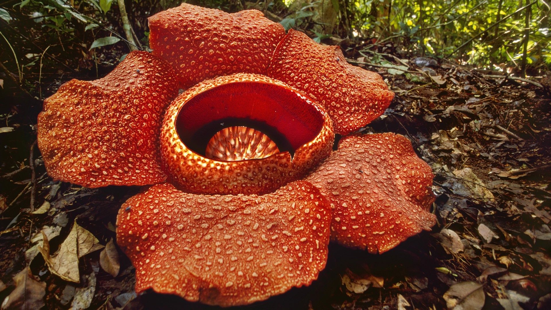 Gunung Gading Raflesia Flower.jpg