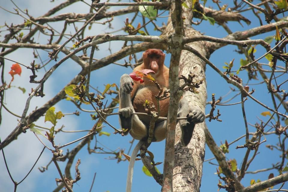 Bako National Park .jpg