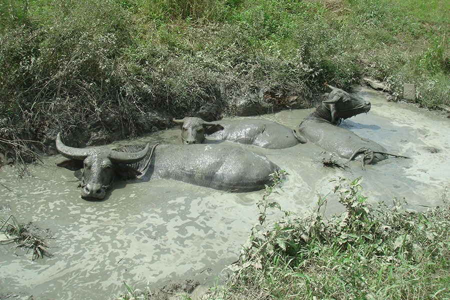 Kinabatangan River