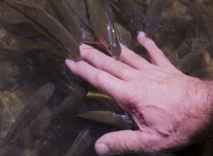 Fish Spa at Borneo Rainforest Lodge