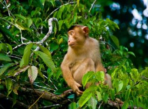 Monkey spotted near the Kinabatangan River