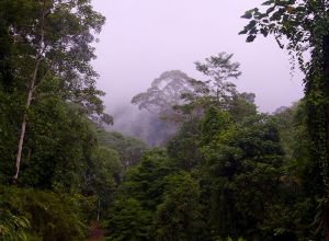 The jungle in Imbak