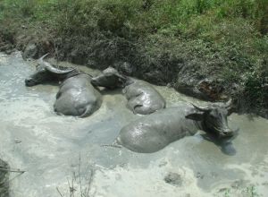 Cooling Down Sukau Kinabatangan River