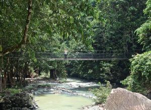 Tabin Orang Utan Crossings Suspension Bridge