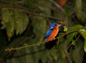 *Kingfisher Kinabatangan River