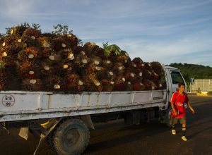 Palm Oil Plantation Lahad Datu