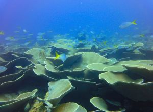 Diving and Snorkeling in Lahad Datu