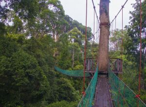 *Danum Valley Borneo Rainforest Lodge