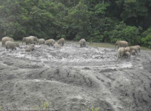 Pygmy Elephants Mud Volcano Tabin Wildlife Resort