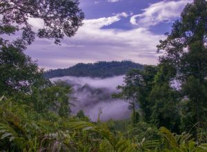 *Danum Valley Adventure