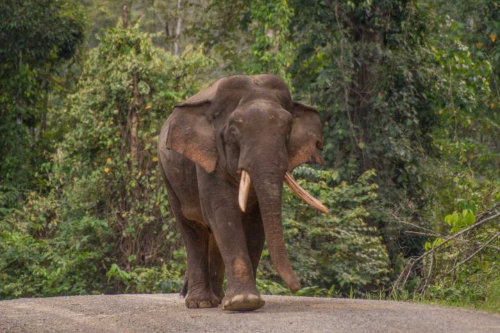 Danum Valley Elephant